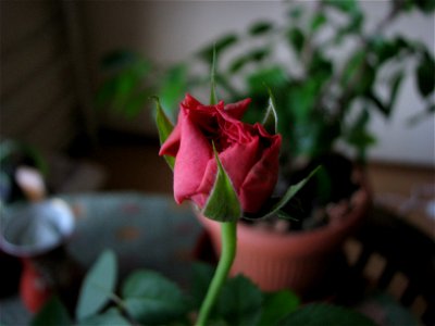trandfmic_rosu2011_1108_103241