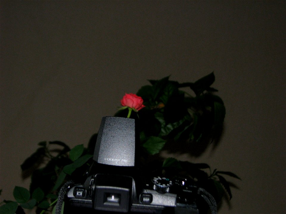 mini-trandafirTLNK2011_1112_084357