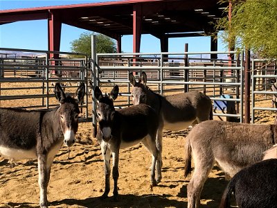 Ridgecrest burros for adoption photo
