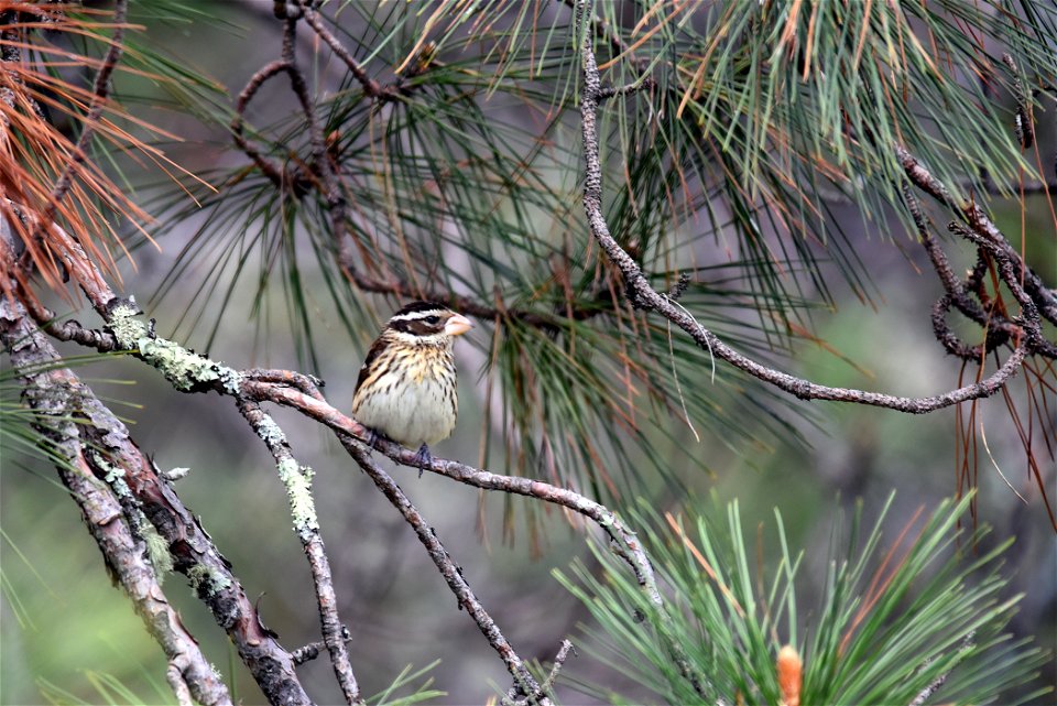 Rose-breasted grosbeak photo