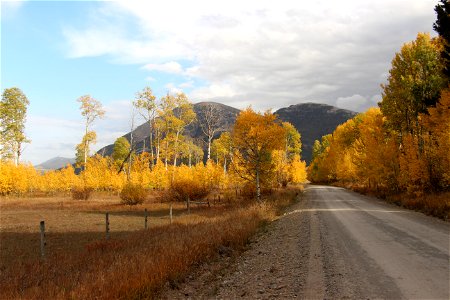 Yellow Dirt Road II photo