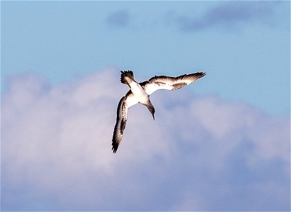 Australasian gannet (juvenile)