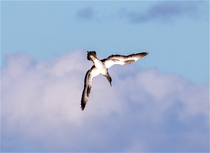 Australasian gannet (juvenile) photo