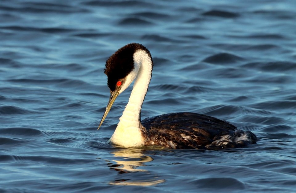 Western Grebe Huron Wetland Management District South Dakota photo