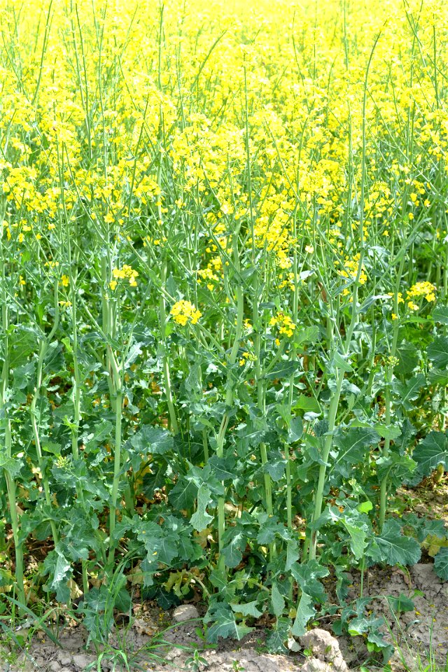 Rapeseed Field photo