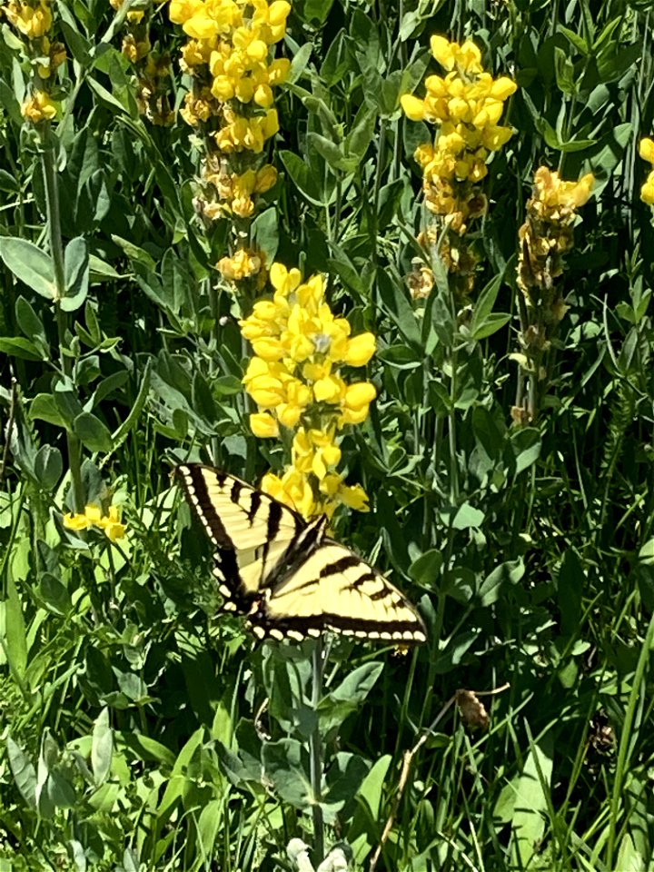 Sagebrush pollinator