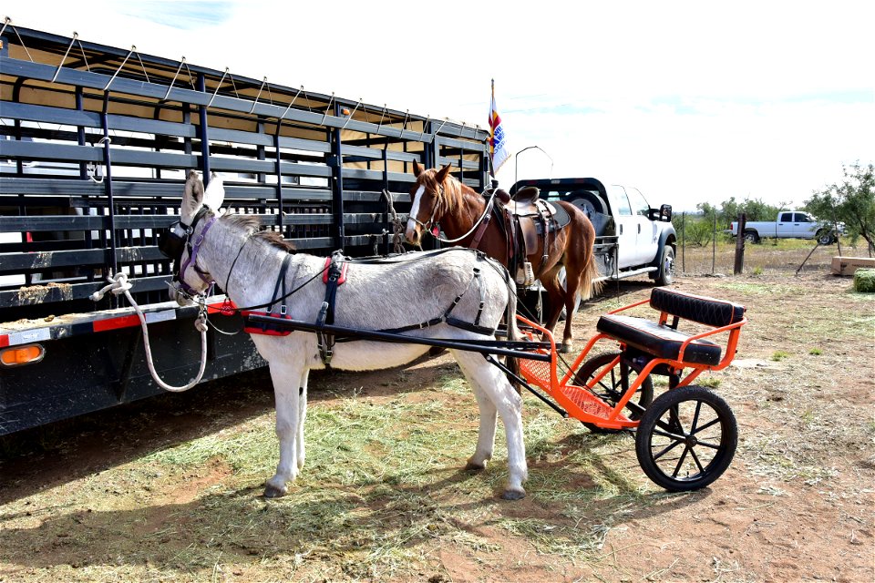Cart Trained Burro Ready to Show