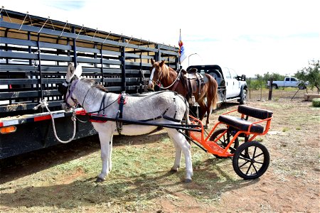 Cart Trained Burro Ready to Show photo