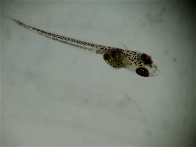 Larval Burbot photo