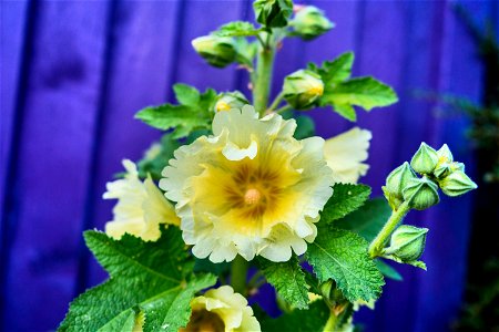 Hollyhocks