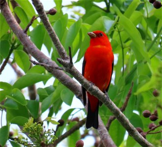 Scarlet Tanager photo
