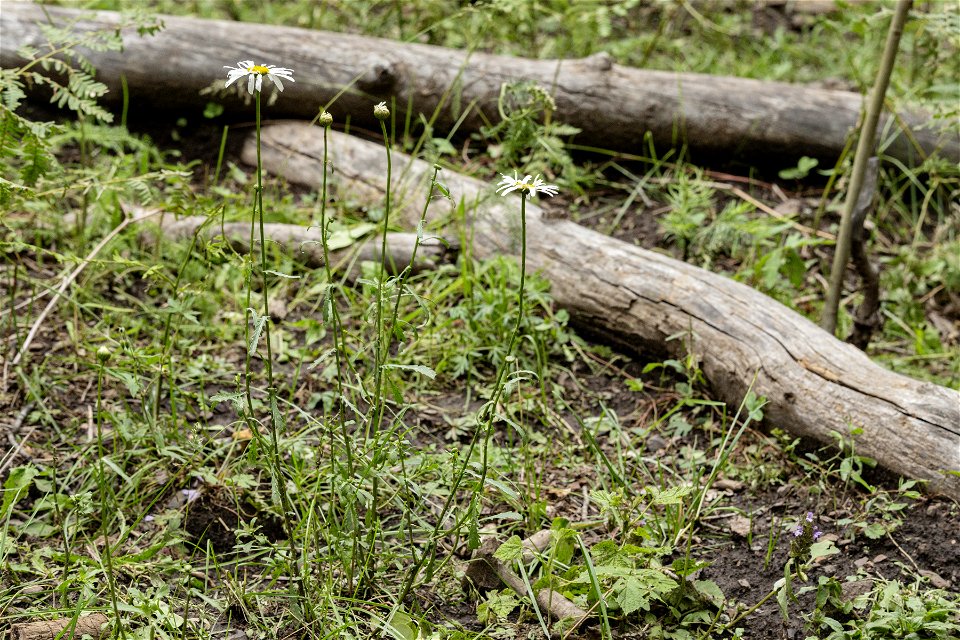 Leucanthemum vulgare