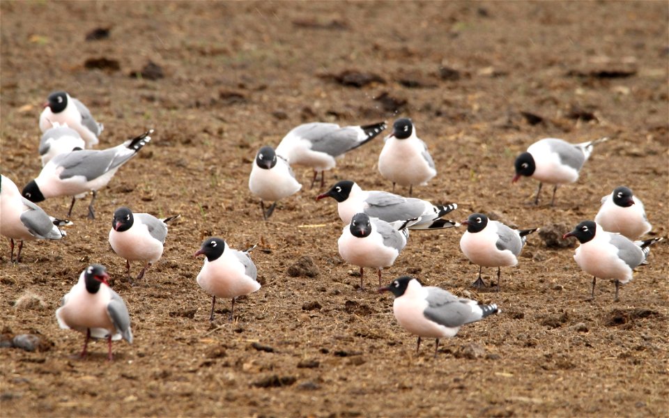 Franklin's Gulls Huron Wetland Management District South Dakota