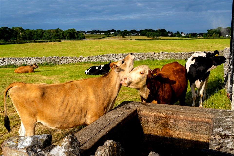 Water Trough Breakfast