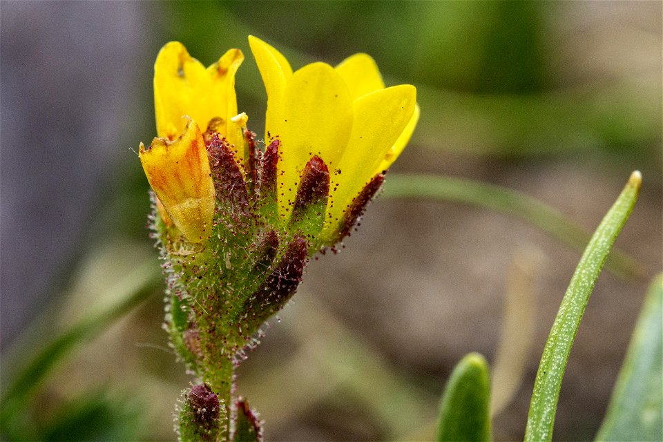 Saxifraga flagellaris