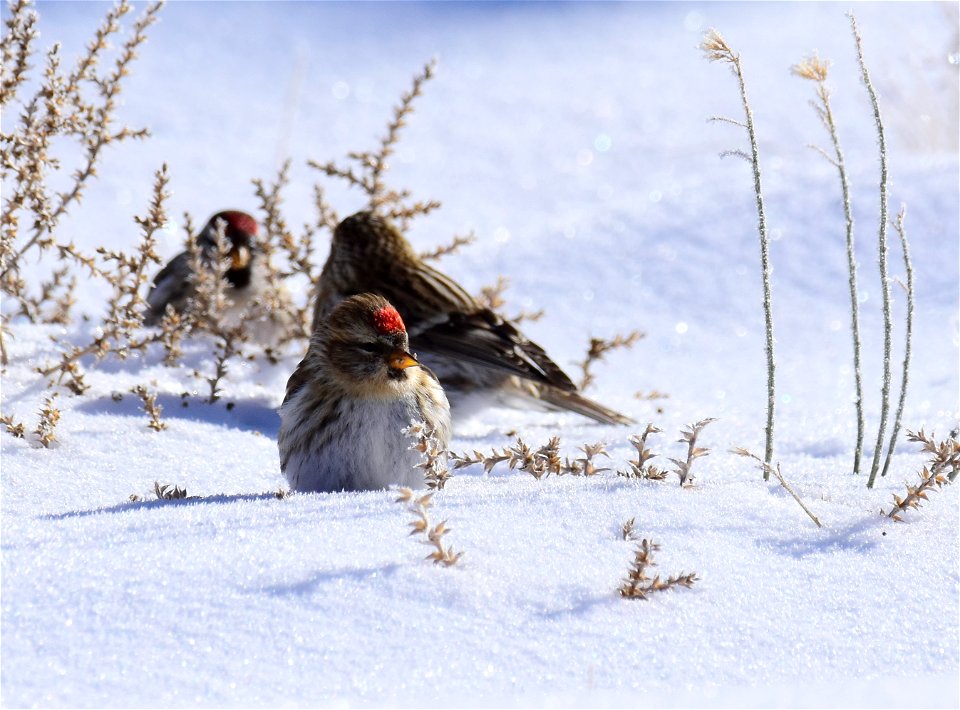Common redpoll at Seedskadee National Wildlife Refuge