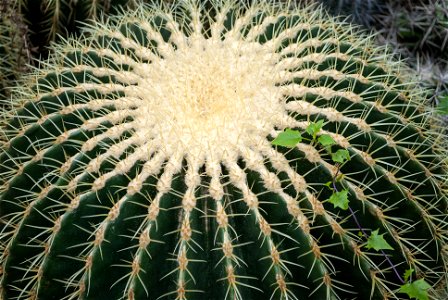 Hantaek Botanical Garden