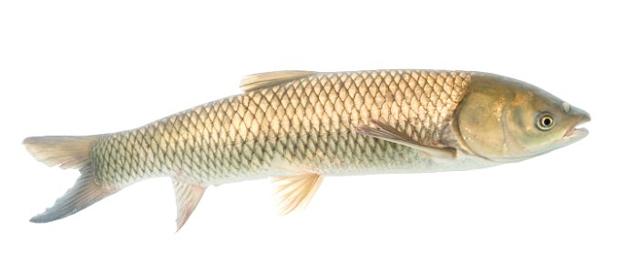 Grass Carp (Ctenopharyngodon idella) photo