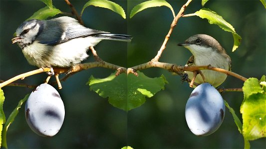 Angepickte Zwetschgen schmecken doch am besten! Blaumeise und Klappergrasmücke