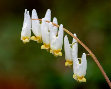 Dutchman's Breeches photo