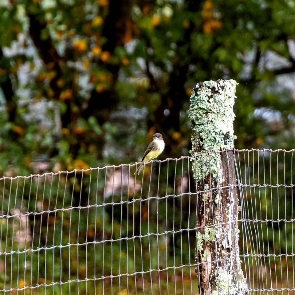Day 280 - Eastern Phoebe