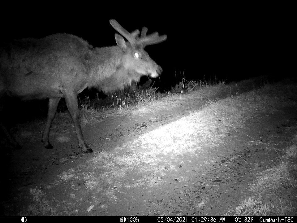 Trail Camera