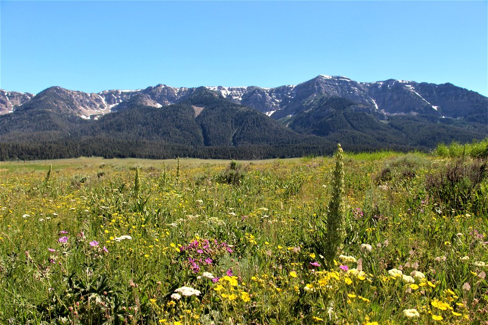 Valley Flowers