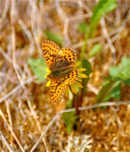 Fritillary photo