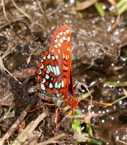 CHECKERSPOT, VARIABLE (Euphydryas chalcedona) (6-28-2021) 4900 ft, bear basin meadow, smith river nat rec area, del norte co, ca -03