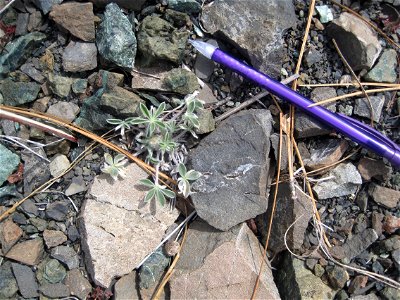 Lassics lupine shown in comparison to a pencil photo