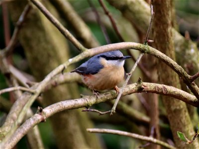 Posing Nuthatch photo