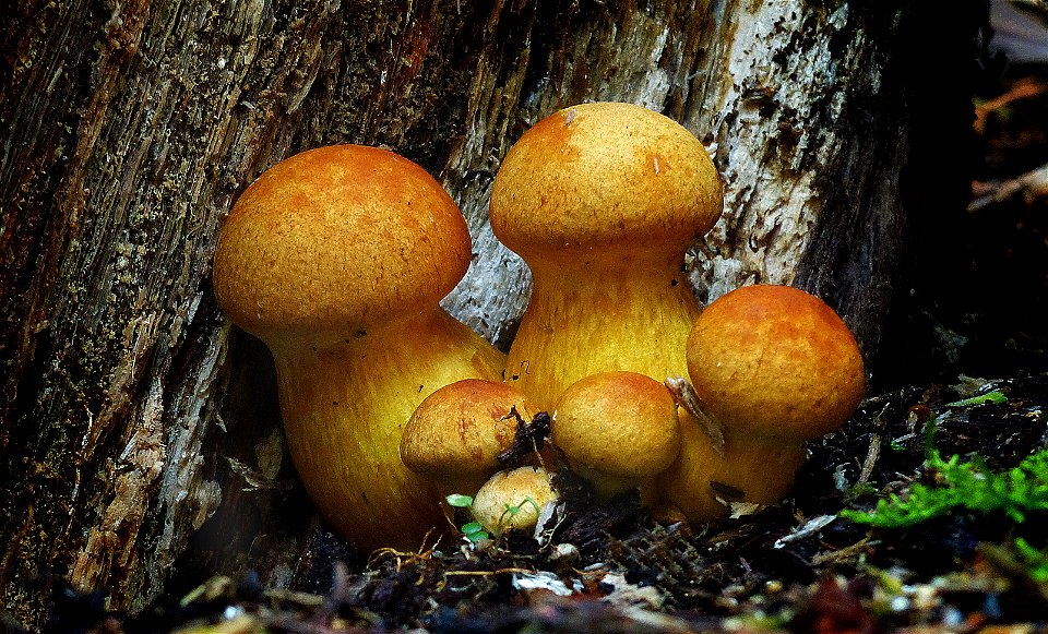 Gymnopilus junonius.