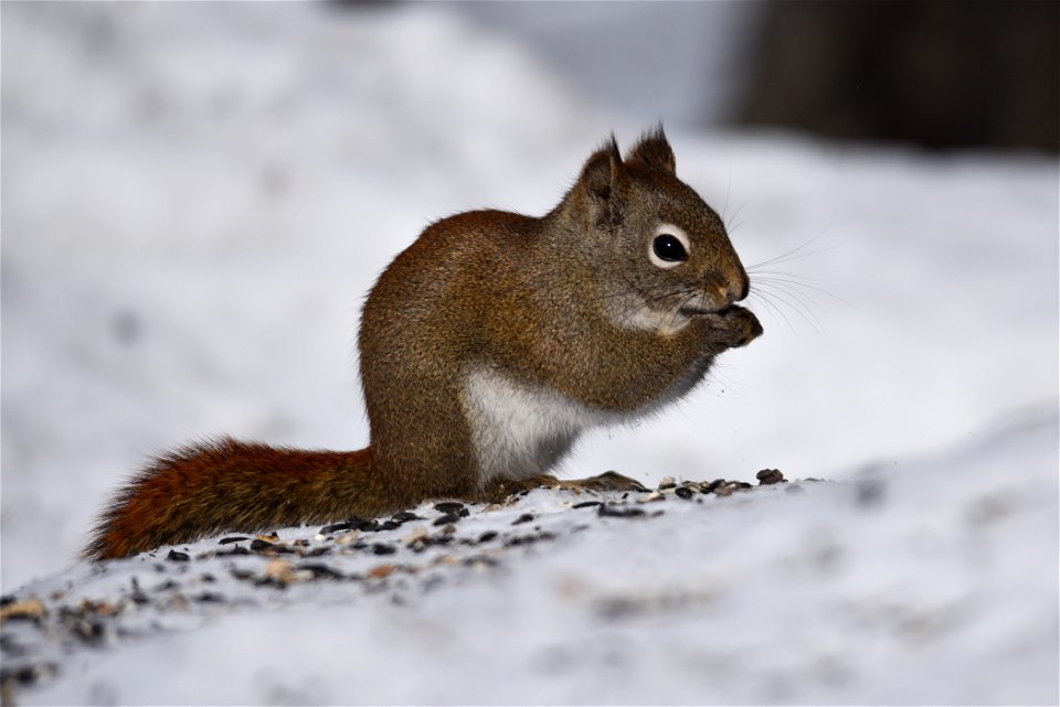 Red squirrel in the snow