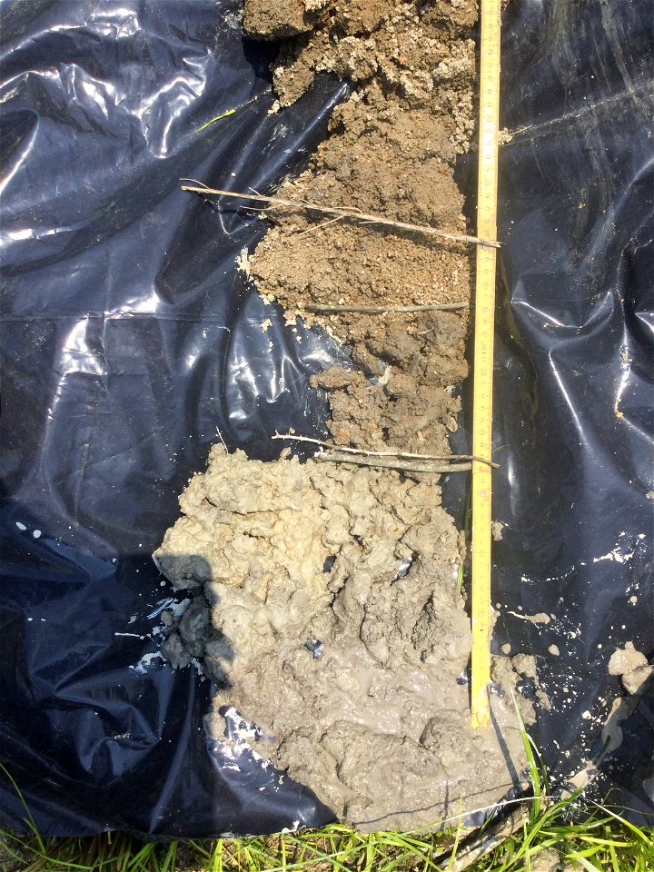 wetland soil profile ncwetlands SK (6)