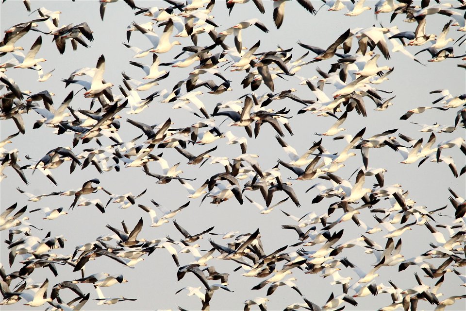 Light Goose Migration at the Huron Wetland Management District South Dakota