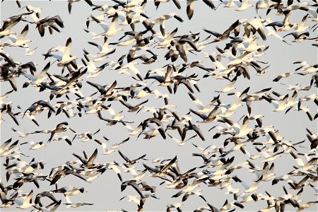 Light Goose Migration at the Huron Wetland Management District South Dakota