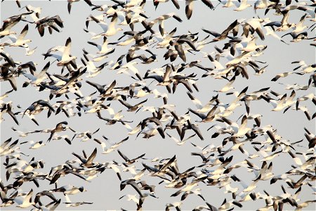 Light Goose Migration at the Huron Wetland Management District South Dakota photo