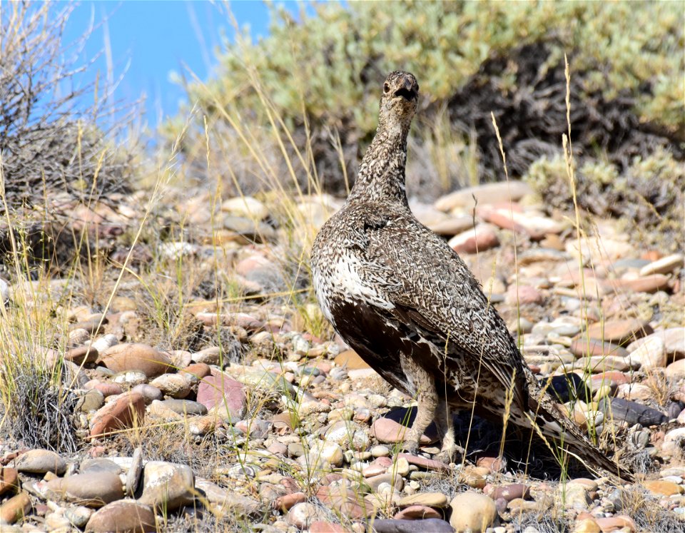 Greater sage-grouse at Seedskadee National Wildlife Refuge