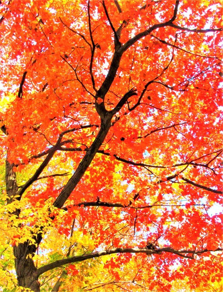 fall colours