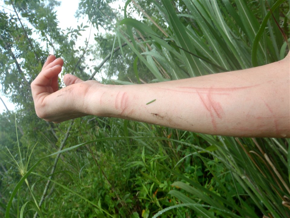 cut up by wetland grass