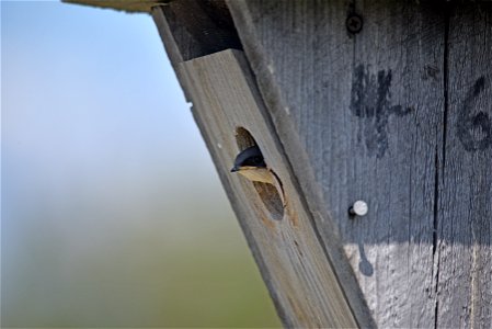 Young tree swallow photo