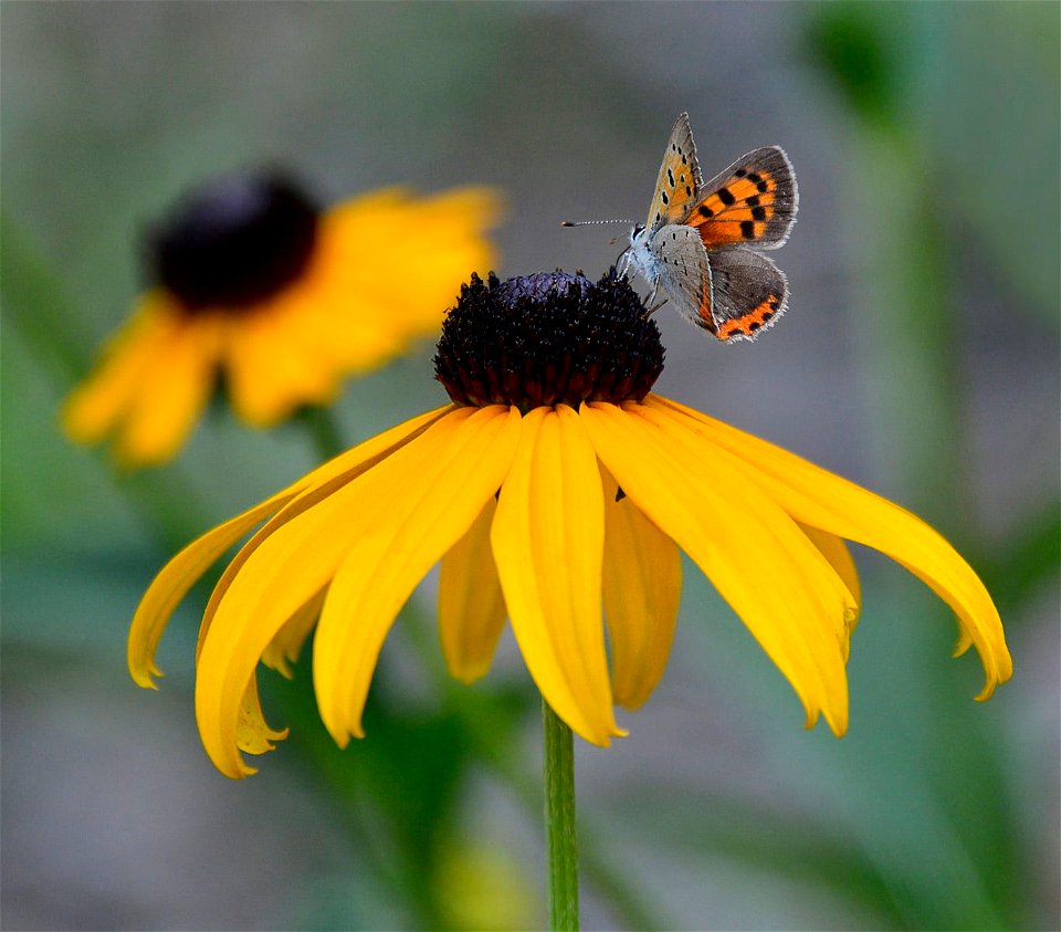 American copper butterfly