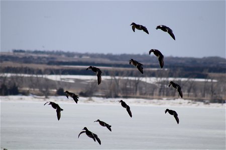 Redhead Landing Formation Lake Andes National Wildlife Refuge South Dakota