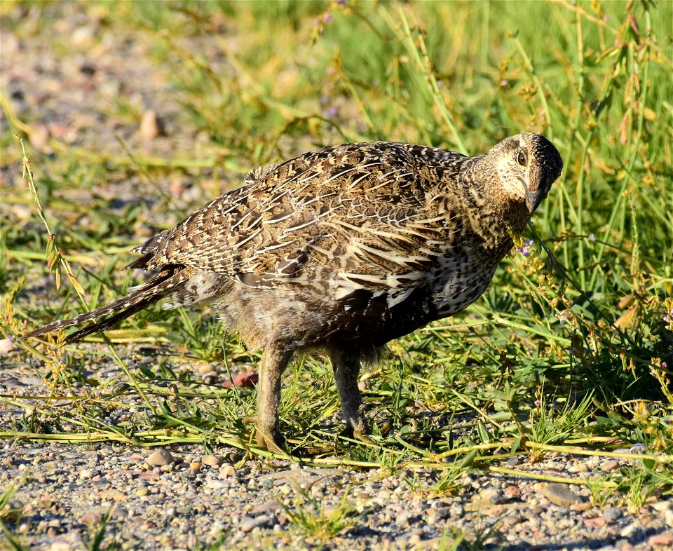 Greater sage-grouse at Seedskadee National Wildlife Refuge