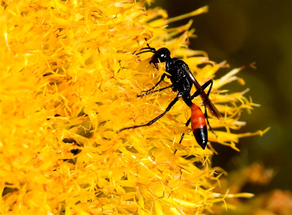 Thread waisted wasp Ammophila procera on rubber rabbitbrush at Seedskadee National Wildlife Refuge