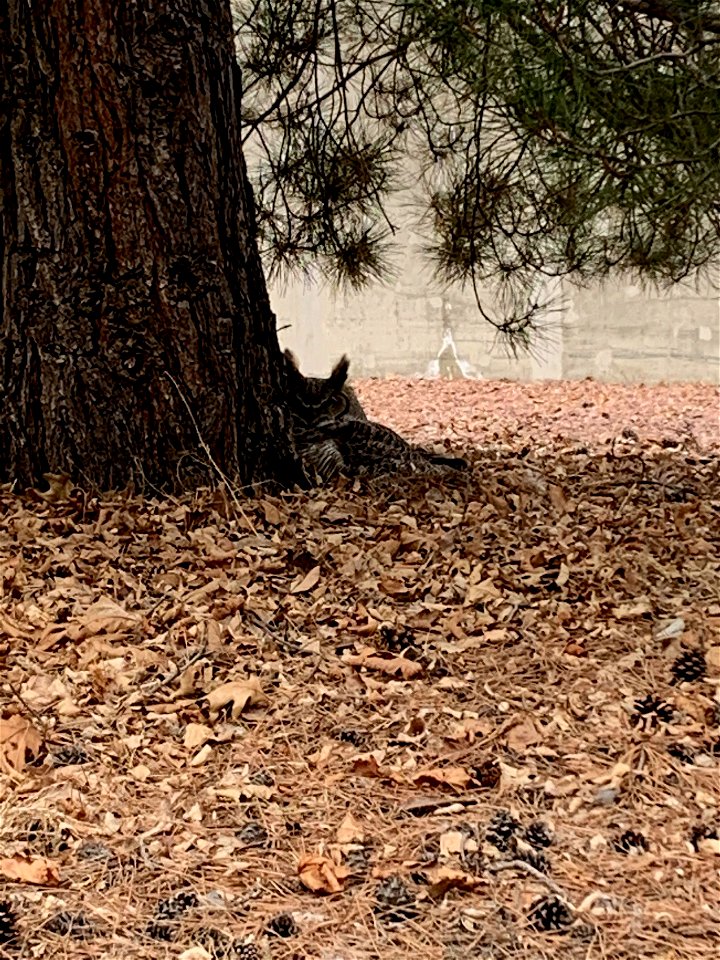 Great Horned Owl