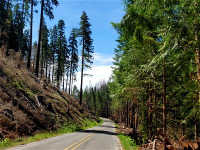 Forest road after the Riverside Fire on Mt. Hood National Forest photo