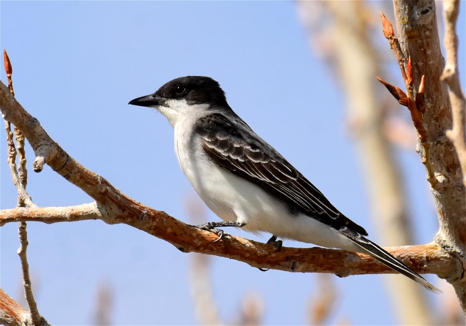 Eastern kingbird at Seedskadee National Wildlife Refuge