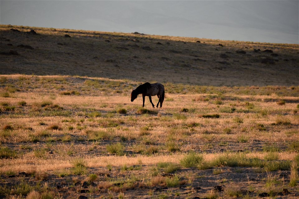 2021 Conger Herd Management Area Gather