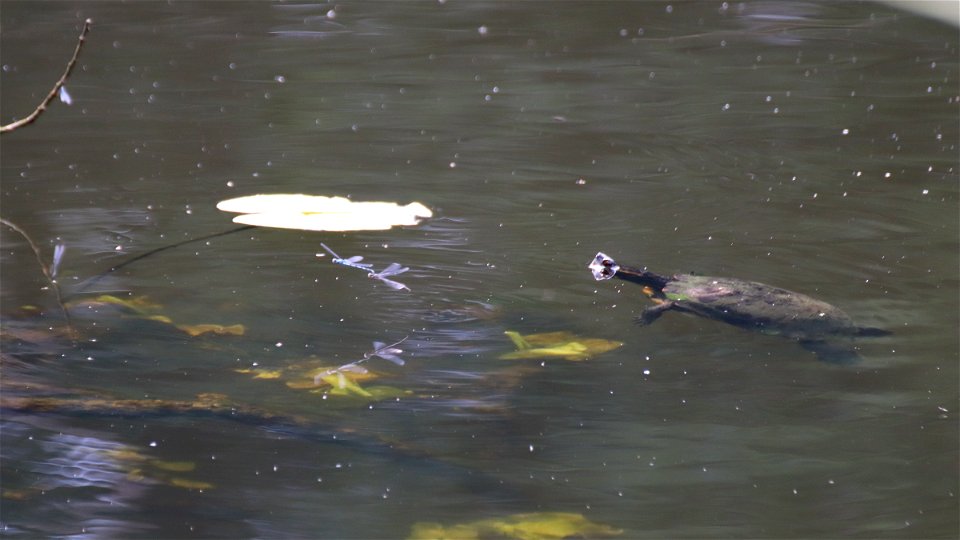 Terrapin chasing Damselflies photo